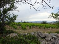 Weinfelder der Cooperative Leucate